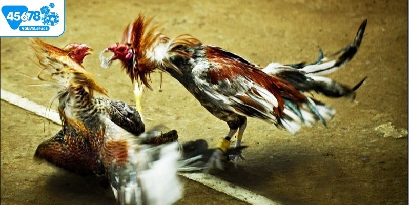 Cần nắm vững luật chơi đá gà Campuchia C3 khi đặt cược