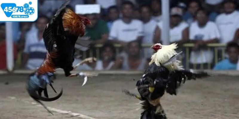 Nên lựa chọn đá gà cựa dao trực tiếp hay trực tuyến? 